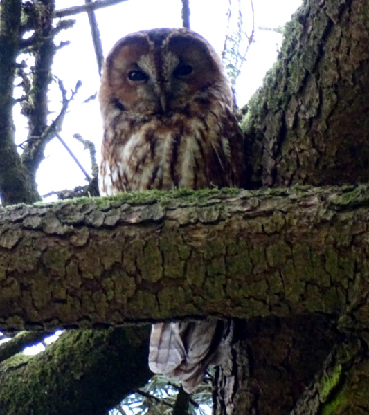 Chouette hulotte (Strix aluco) adulte © Jean-Luc Allard